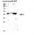 MEK-2 Polyclonal Antibody